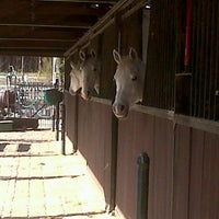 Camargue